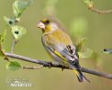 Greenfinch