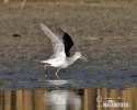 Greenshank