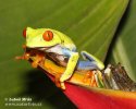 Grenouille aux yeux rouges