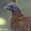 Grey-headed Chachalaca