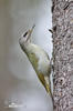 Grey-headed Woodpecker