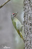 Grey-headed Woodpecker