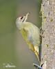 Grey-headed Woodpecker