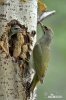 Grey-headed Woodpecker