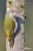 Grey-headed Woodpecker