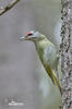 Grey-headed Woodpecker