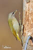 Grey-headed Woodpecker