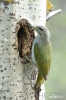 Grey-headed Woodpecker