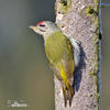 Grey-headed Woodpecker