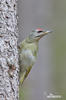 Grey-headed Woodpecker