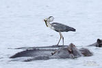 Grey Heron