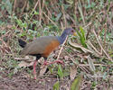 Grey-necked Wood-Rail