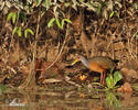 Grey-necked Wood-Rail