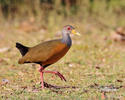 Grey-necked Wood-Rail