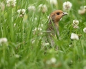 Grey Partridge