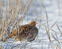 Grey Partridge