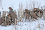 Grey Partridge