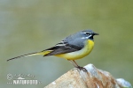 Grey Wagtail