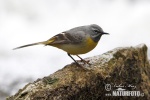 Grey Wagtail
