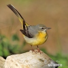 Grey Wagtail