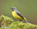 Grey Wagtail