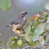 Greyish Saltator