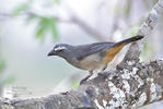 Greyish Saltator