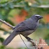 Greyish Saltator Gray