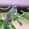 Greyish Saltator Gray