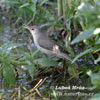 Griekse spotvogel