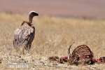 Griffon Vulture