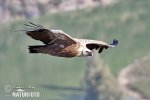 Griffon Vulture