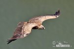 Griffon Vulture