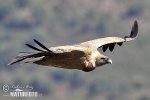 Griffon Vulture