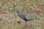 Groene ibis