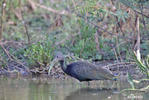 Grön ibis