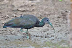 Grön ibis