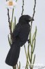 Groove-billed Ani