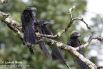 Groove-billed Ani