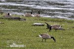 Grote Canadese gans