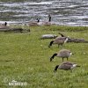 Grote Canadese gans