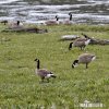 Grote Canadese gans