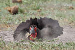 Ground Hornbill