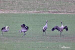 Grulla común