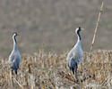 Grulla común