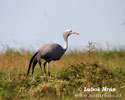 Grulla del paraíso