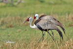 Grus carunculata