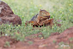 guana terrestre de Galàpagos