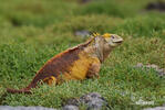 guana terrestre de Galàpagos