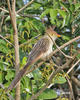 Guira Cuckoo